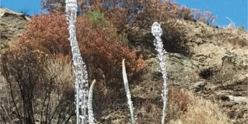 Scille sbocciano dai terreni aridi, bruciati e devastati dal fuoco a Cirò