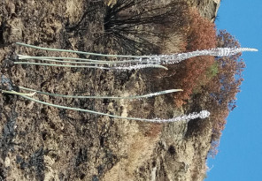 Scille sbocciano dal terreno bruciato