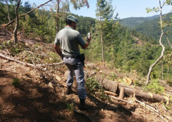 Taglia illegalmente 14 alberi per consegnarli ad una ditta boschiva, scoperto e denunciato