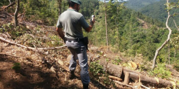 Taglia illegalmente 14 alberi per consegnarli ad una ditta boschiva, scoperto e denunciato