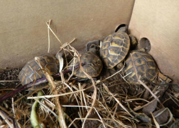 Teneva in casa nove tartarughe, denunciato per detenzione illegale di specie protette