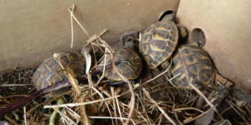 Teneva in casa nove tartarughe, denunciato per detenzione illegale di specie protette