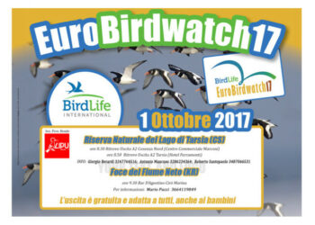 Torna l’Eurobirdwatch in Calabria, il più grande evento europeo nelle riserve della Lipu