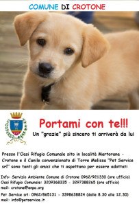 Un piccolo, grande gesto d'amore adottando un cane ospite dei canili comunali