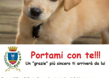Un piccolo, grande gesto d’amore adottando un cane ospite dei canili comunali