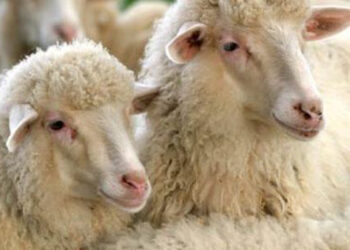 Aumento del prezzo del latte ovino dal Consorzio di Tutela Pecorino Crotonese DOP