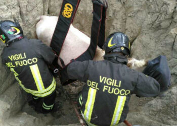 Cutro, i Vigili del fuoco salvano un cavallo finito in una buca di 3 metri
