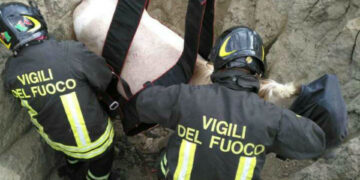Cutro, i Vigili del fuoco salvano un cavallo finito in una buca di 3 metri