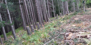 Abbatte illegalmente 62 alberi, denunciato un pensionato di Mesoraca