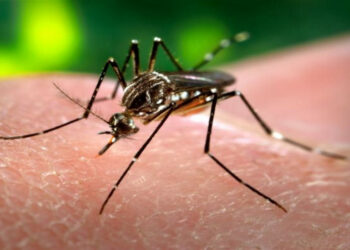 Chikungunya anche in Calabria, dopo i casi del Lazio un nuovo focolaio nella provincia di Catanzaro