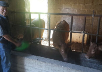 Coldiretti, oggi la festa nonni: favoriscono il legame tra le generazioni