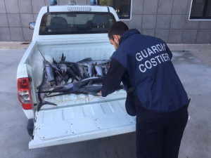 Diportista sorpreso dalla Guardia Costiera con 35 piccoli pesce spada