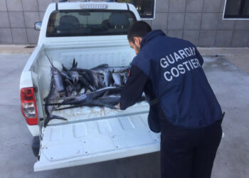 Diportista sorpreso dalla Guardia Costiera con 35 piccoli pesce spada