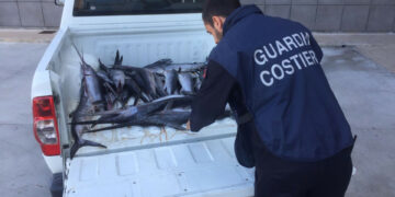 Diportista sorpreso dalla Guardia Costiera con 35 piccoli pesce spada