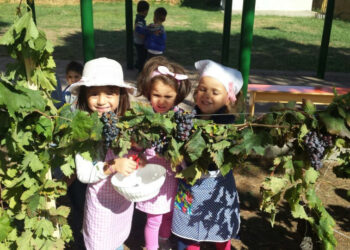 Giornata di Vendemmia alla Scuola dell’Infanzia “Don Vitetti” di Cirò Marina