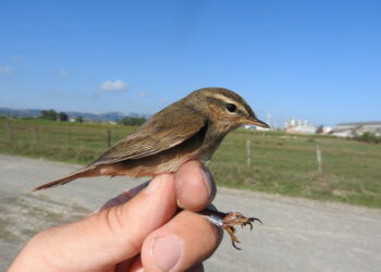 Il rarissimo “Luì” scuro inanellato da Mario Pucci a Punta Alice
