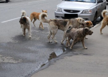 Venti Associazioni chiedono al Governo e alla Regione interventi urgenti sul randagismo