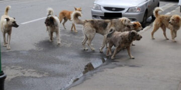 Venti Associazioni chiedono al Governo e alla Regione interventi urgenti sul randagismo