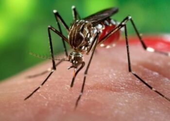 Virus Febbre del Nilo occidentale in rapido aumento nelle ultime settimane