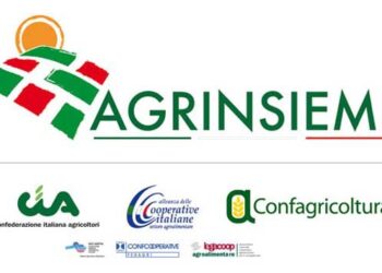 Agrinsieme su polemiche IGP Olio Calabria