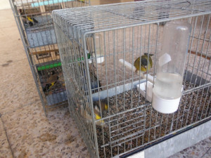 Crotone Deteneva illegalmente dieci cardellini in gabbie, denunciato dai Carabinieri (2)