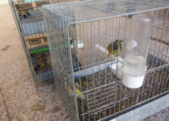 Crotone: Deteneva illegalmente dieci cardellini in gabbie, denunciato dai Carabinieri