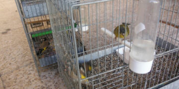 Crotone: Deteneva illegalmente dieci cardellini in gabbie, denunciato dai Carabinieri