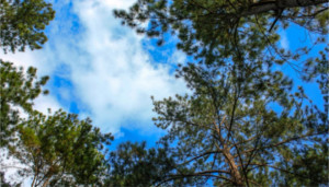 Festa dell’albero 2017 Il futuro non si brucia