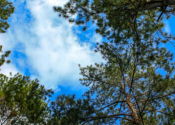 Festa dell’albero 2017 nel Parco Nazionale della Sila: Il futuro non si brucia