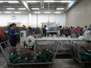 Il racconto di una esperienza formativa sul Viaggio dellAssociazione Vignaioli del Cirò Padiglione di cernita VCR Rauscedo