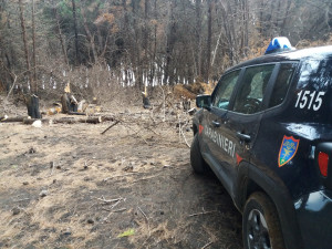 Tre uomini sorpresi a tagliare alberi nella pineta di Suvereto a Isola Capo Rizzuto, Arrestati (2)