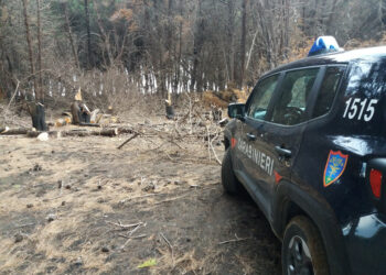 Tre uomini sorpresi a tagliare alberi nella pineta di Suvereto a Isola Capo Rizzuto, Arrestati