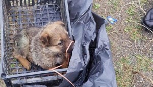 cagnolino abbandonato