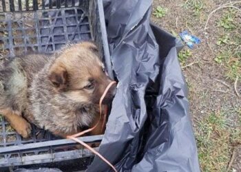 Cagnolino abbandonato in Via Fellini a Crotone, salvato dai Carabinieri