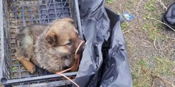 Cagnolino abbandonato in Via Fellini a Crotone, salvato dai Carabinieri