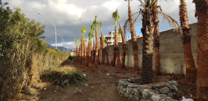 palme sul calopinace 1