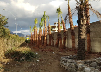 Cento alberi per l’area delle bretelle del Calopinace di Reggio Calabria