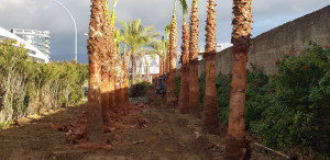 palme sul calopinace 3