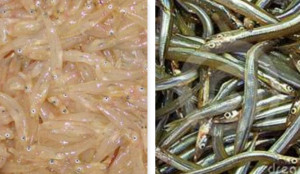 Autorizzata la pesca sperimentale in Calabria del rossetto e del cicerello