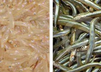 Autorizzata la pesca sperimentale in Calabria del rossetto e del cicerello