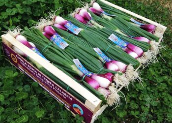 Un 2017 straordinario per la Cipolla Rossa di Tropea IGP