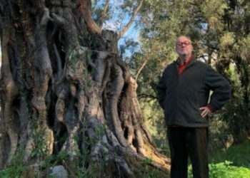 Gli ulivi ciclopici della provincia di Reggio Calabria, domenica 17 dicembre su canale 5