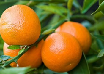 Grande festa degli emigrati calabresi in Germania in onore delle Clementine di Corigliano