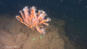 Scoperta sensazionale nella baia di Nicotera Dendrophyllia ramea1