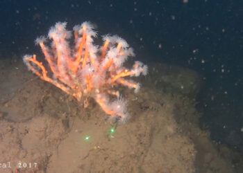 Scoperta sensazionale nella baia di Nicotera