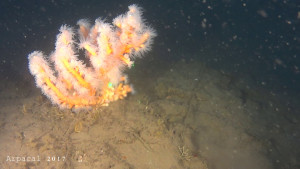 Scoperta sensazionale nella baia di Nicotera Dendrophyllia ramea2