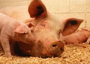 Malattia Vescicolare: Coldiretti alla Task force Veterinaria e al Presidente Oliverio