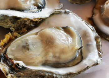 Mangia ostriche crude, donna divorata dal batterio mangia-carne