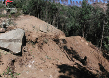 Mesoraca: Abbatte alberi e ruba legna, beccato dai Carabinieri Forestali