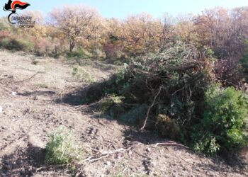 Mesoraca: Estirpa macchia mediterranea senza alcuna autorizzazione, denunciato il presunto responsabile